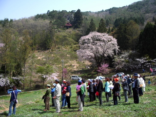 赤和観音のしだれ桜