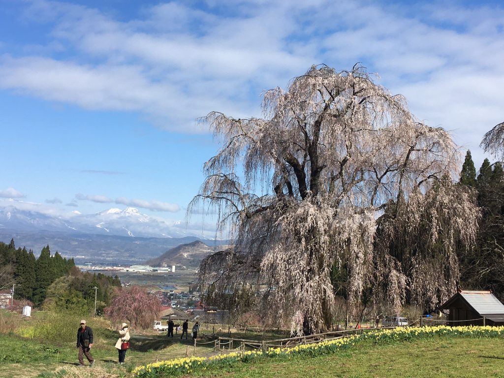 高山村のしだれ桜 北信タクシー 高山村のしだれ桜 北信タクシー