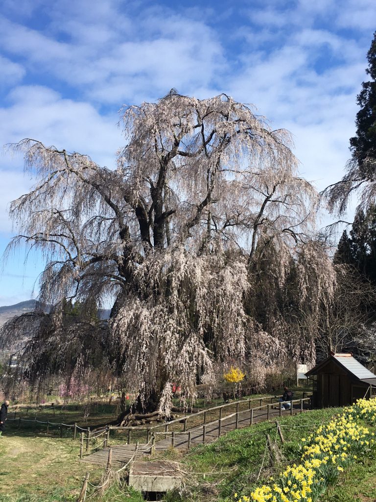 高山村のしだれ桜 北信タクシー 高山村のしだれ桜 北信タクシー
